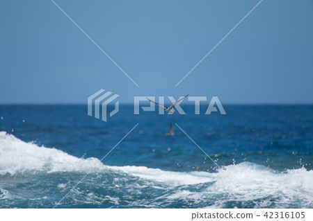 白紋燕鷗飛過大海 03 白紋燕鷗飛過大海 03 42316105