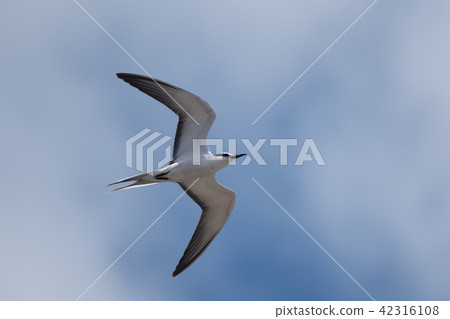 White-streaked Tern flying against a blue sky 08 White-streaked Tern flying against a blue sky 08 42316108