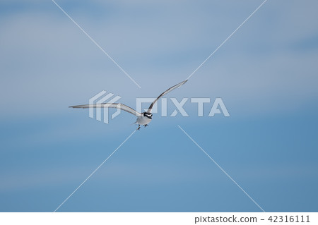 藍天白燕鷗飛翔 09 42316111