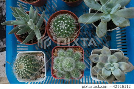 Cactus plants in nature. Cactus plants in nature. 42316112