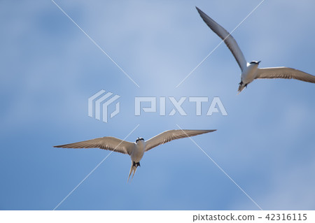 白色的燕鷗在藍天的襯托下飛翔 42316115