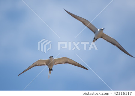 White-streaked terns flying against a blue sky 02 White-streaked terns flying against a blue sky 02 42316117