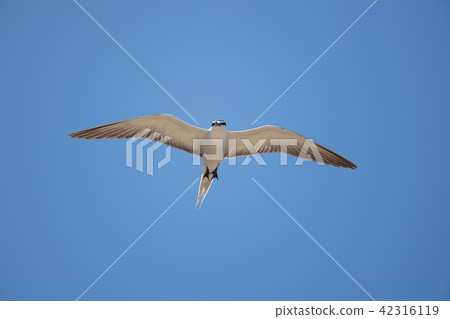 藍天翱翔的黃腹燕鷗11 42316119