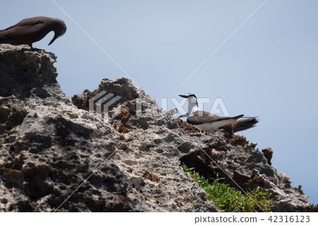 黑尾燕鷗在礁石上休息 02 42316123