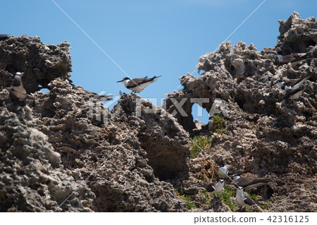 白燕鷗停在礁石上 03 白燕鷗停在礁石上 03 42316125