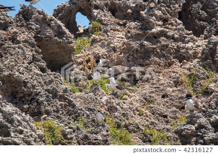 White-streaked terns resting on a reef White-streaked terns resting on a reef 42316127