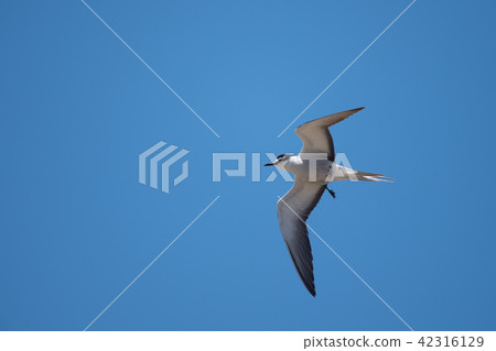 燕鷗12號翱翔藍天 42316129