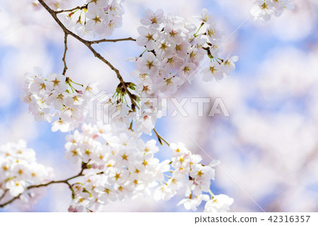 Cherry Blossoms Cherry Blossoms 42316357