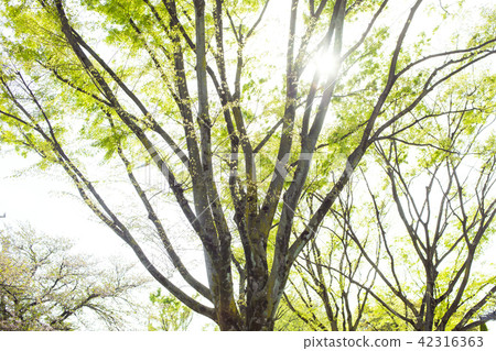 Also trees and trees Also trees and trees 42316363