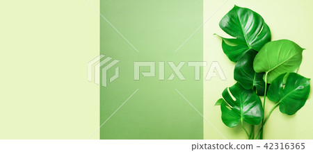 Green monstera leaves on olive green background 42316365