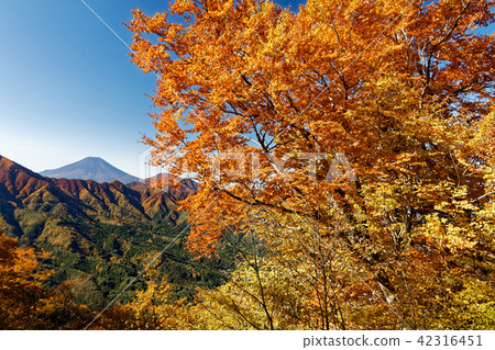 Autumnal leaves and Mt. Fuji near Mt. Doshi / 26th Night Autumnal leaves and Mt. Fuji near Mt. Doshi / 26th Night 42316451