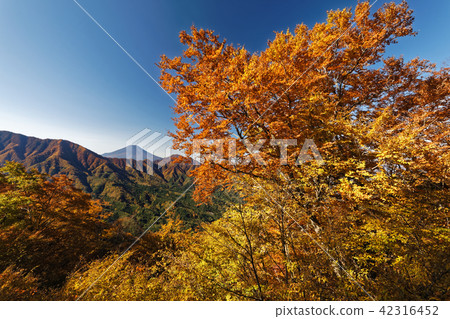 秋葉和富士山在Doshi / 26th Night附近 秋葉和富士山在Doshi / 26th Night附近 42316452