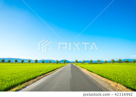 銀杏樹和稻田 銀杏樹和稻田 42316992