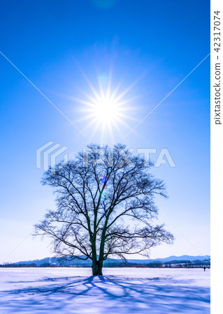 “Hokkaido”Harnile樹·Toyokochi鎮“冬天” 42317074
