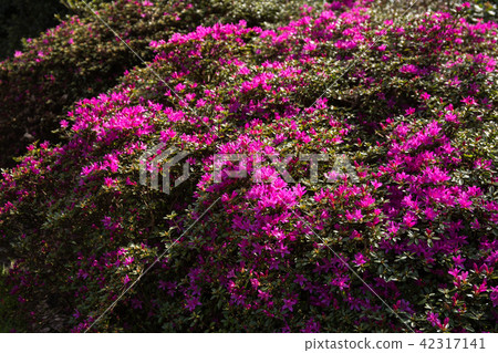 英國公園 42317141