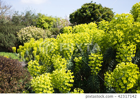 英國公園 42317142