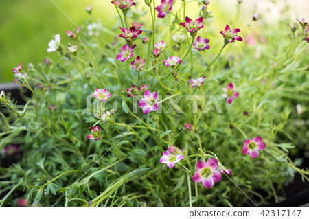 英國園林花卉 英國園林花卉 42317147