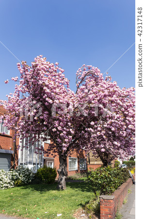 英國街道樹 42317148