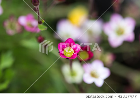 英國園林花卉 42317477