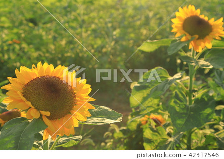 Sunflower summer flower 42317546
