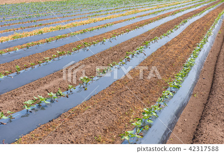 Sweet potato field Sweet potato field 42317588
