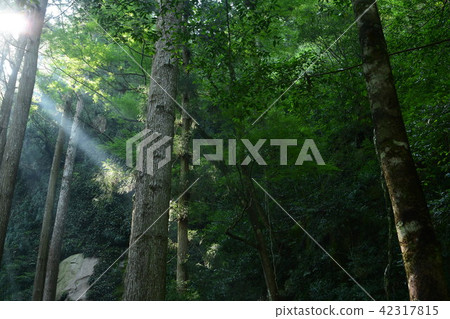 Sunbeams Sunbeams 42317815