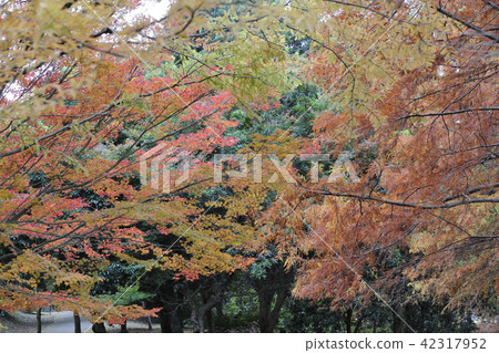 秋葉，黃葉，Iroha秋葉@Kohmei池塘綠地，和泉市，大阪府 42317952