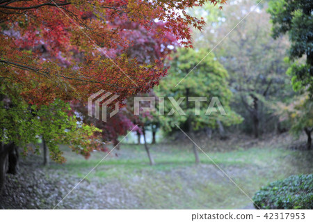 秋葉，黃葉，Iroha秋葉@Kohmei池塘綠地，和泉市，大阪府 42317953