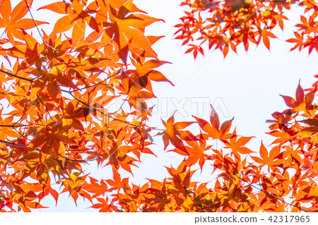 maple leaves maple leaves 42317965