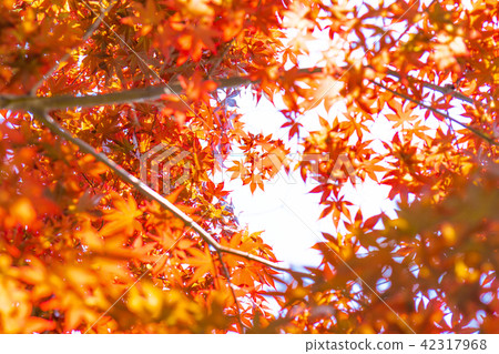 maple leaves 42317968