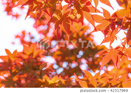 maple leaves maple leaves 42317969