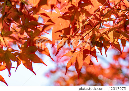 maple leaves maple leaves 42317975
