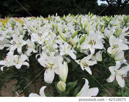 宮城縣栗原市Ichori百合公園 42318075