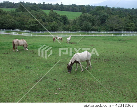Ranch scenery Ranch scenery 42318362
