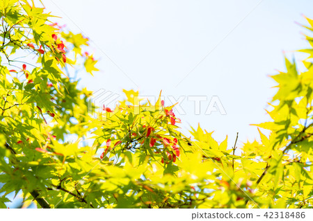 Momiji fresh green Momiji fresh green 42318486