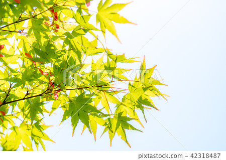 Momiji fresh green 42318487