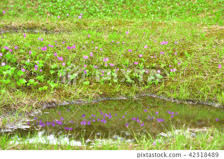 At the community of Hakusan Kozakura blooming at the waterfront at Aizu Komagatake 42318489