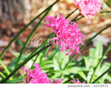 粉色Nerine 粉色Nerine 42318513