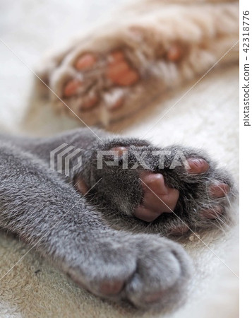 貓爪 貓爪 42318776