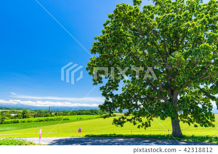 "Hokkaido" Biei · Seven star tree "Hokkaido" Biei · Seven star tree 42318812