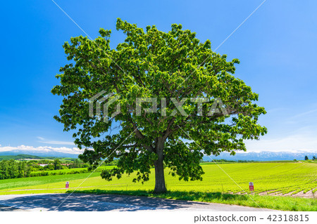 "Hokkaido" Biei · Seven star tree 42318815