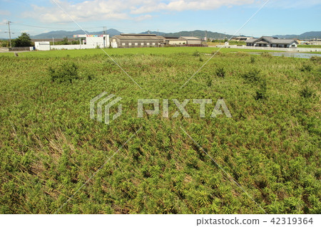 Fallow fields, idle farmland 42319364
