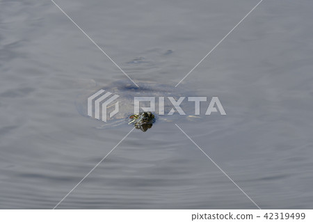 Green slider and red-eared slider 42319499