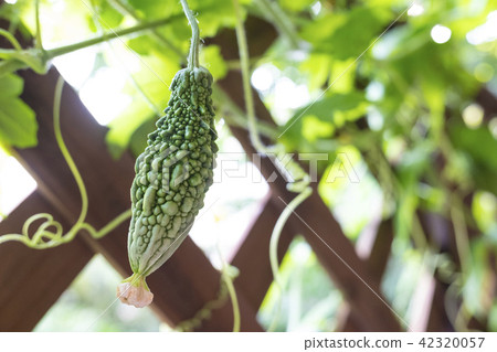 Bitter melon in the balcony garden Bitter melon in the balcony garden 42320057