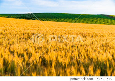 "Hokkaido" Biei and countryside landscape "Hokkaido" Biei and countryside landscape 42320649