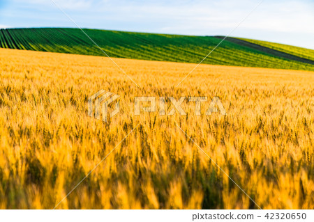 "Hokkaido" Biei and countryside landscape "Hokkaido" Biei and countryside landscape 42320650