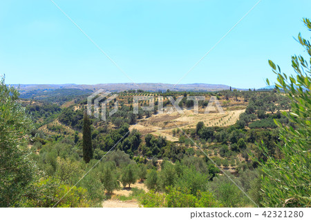 Olive plantation in Crete, the island of olive trees. 42321280