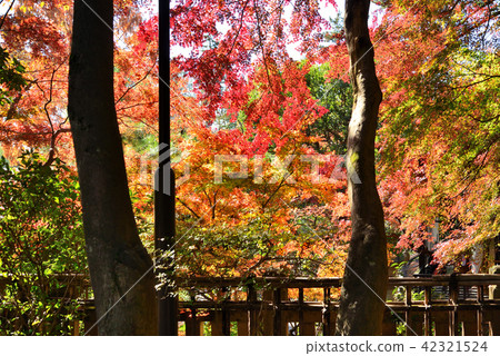Colorful leaves of Shindai Temple Colorful leaves of Shindai Temple 42321524