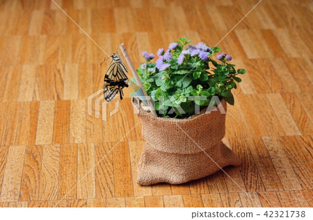 Namiaguha的出現（使用蛹袋，羽毛被乾燥） 42321738