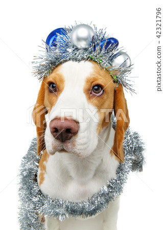 beautiful beagle dog girl 42321796